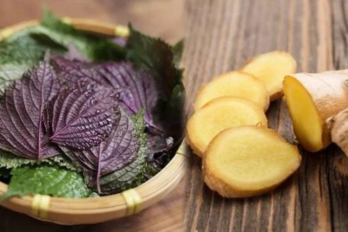 Bài thuốc giải cảm từ lá tía tô nấu với gừng đơn giản nhưng hiệu quả