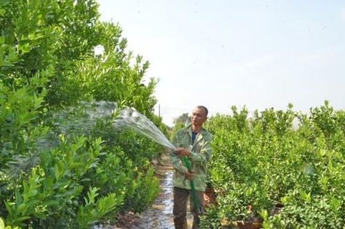 Đông Anh phát triển các mô hình sản xuất ở vùng bãi