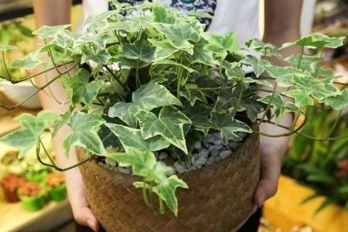 Những cây cảnh để bàn hút tài lộc này phù hợp với những người có mệnh dưới đây