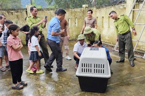 Dùng súng bắn mê bắt cá thể voọc nghi tấn công người đi đường