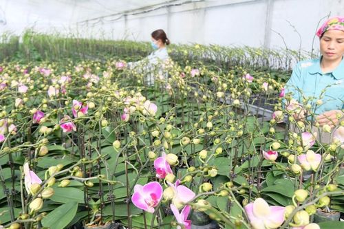 Hà Nội: phát triển hoa, cây cảnh thành ngành kinh tế mũi nhọn