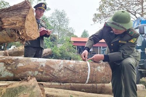 Hà Tĩnh: xử lý 116 vụ vi phạm Luật Lâm nghiệp