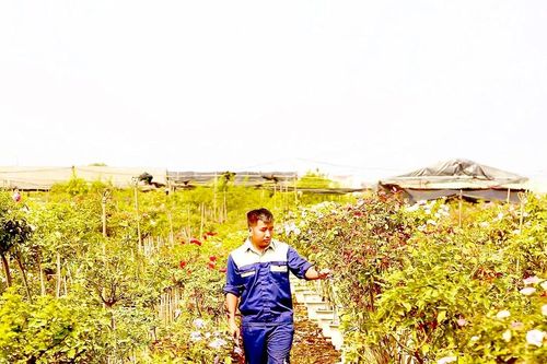 Nhiều làng hoa, quả tất bật vào vụ tết
