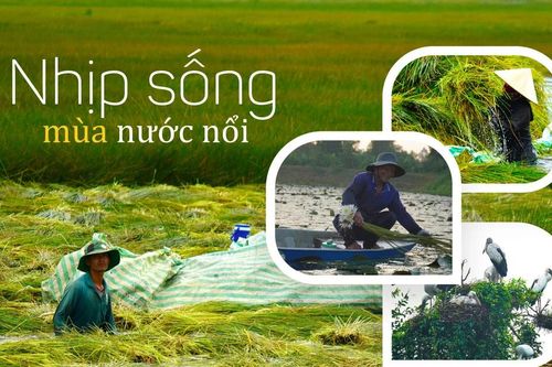 Nhịp sống mùa nước nổi