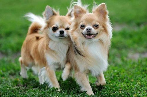 Những sự thật cực kỳ thú vị về giống chó nhỏ nhất thế giới
