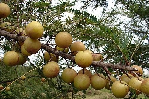 Quả dại 'ăn muốn nôn' lên đời giá nửa triệu đồng mỗi kg