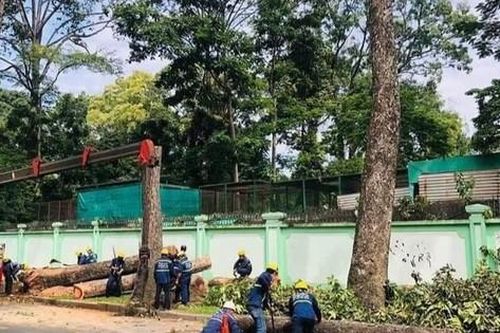 TPHCM đấu giá gỗ từ hơn 200 cây cổ thụ bị đốn hạ