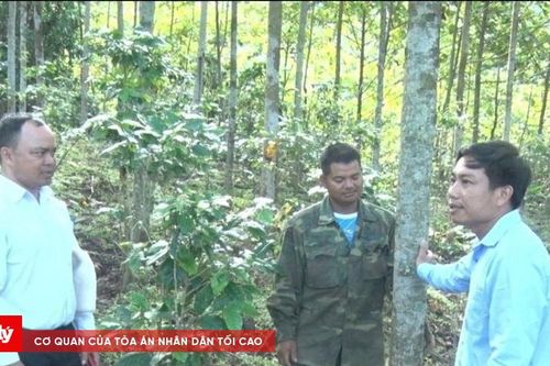 Đồng bào Xơ Đăng dưới chân núi Ngọc Linh tích cực trồng rừng
