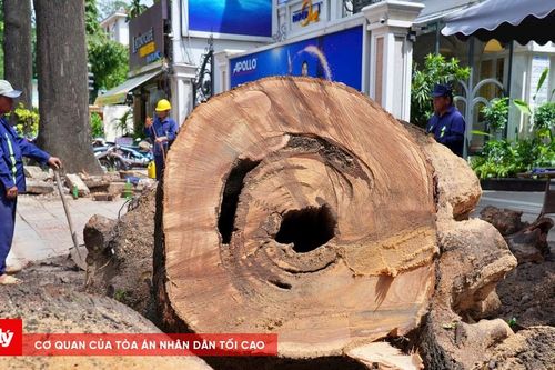 TP.HCM thay thế gần 3.500 cây xanh chết khô, nghiêng nhớm gốc