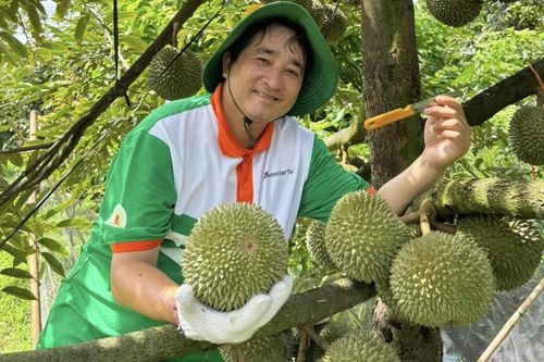Giảm ăn hàng Thái, chỉ 1 tháng Trung Quốc vung 16.000 tỷ mua 'vua trái cây Việt'
