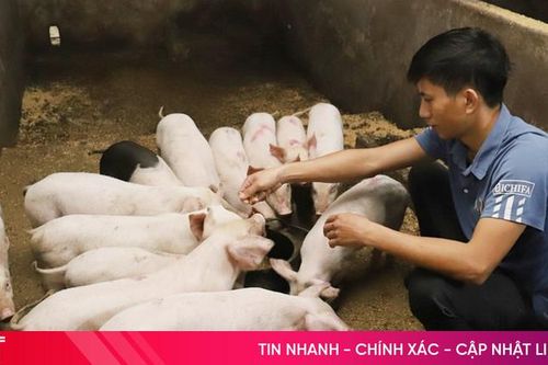 Nông dân Hương Sơn 'bắt tay' doanh nghiệp nuôi lợn sạch