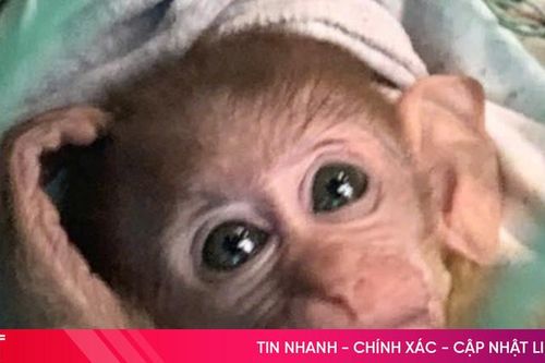 Công dân ở TP Hà Tĩnh bàn giao khỉ vàng, cú mèo cho vườn quốc gia