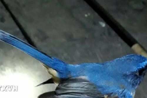 Ngắm nhìn một số loài chim mới ghi nhận tại Khu Bảo tồn Thiên nhiên Pù Huống