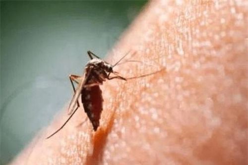 Công dụng của muỗi trên trái đất là gì? Hậu quả sẽ ra sao nếu tất cả muỗi đều bị tiêu diệt?