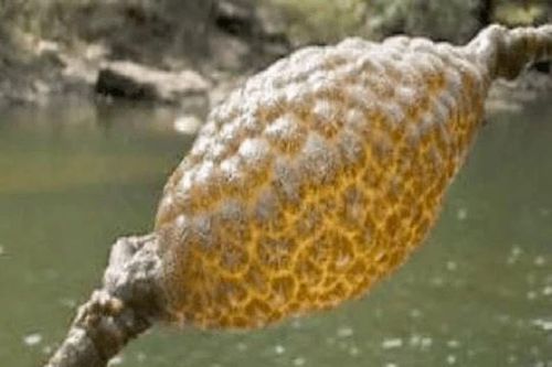 Người đàn ông vớt được vật lạ dưới sông, không phải cục vàng, đó là gì?