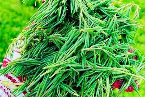 Loại rau dại mọc bờ bụi, nay thành đặc sản được ưa chuộng ráo riết vì hương vị lạ, 100.000 đồng/kg