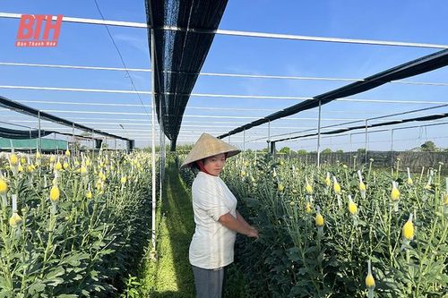 Hiệu quả kép nhờ canh tác trong nhà màng, nhà lưới