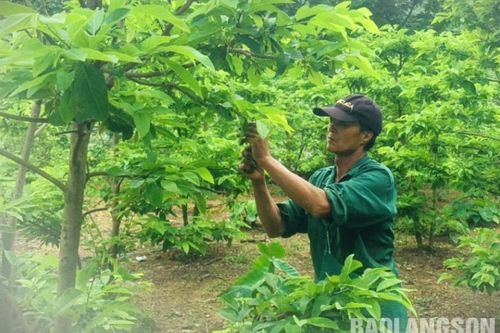 Nông dân xã Chi Lăng hăng hái thi đua phát triển kinh tế