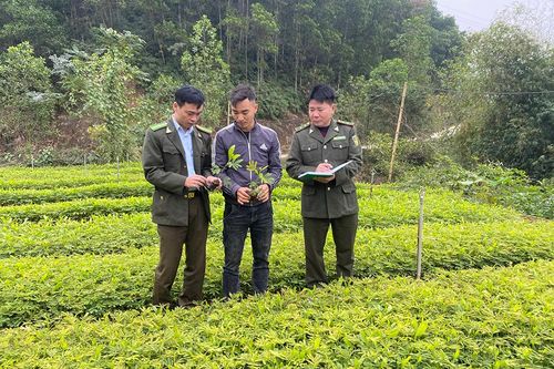 Quản lý sản xuất, kinh doanh giống cây lâm nghiệp