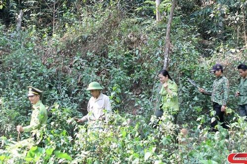 Nhân dân Vân Hồ giữ rừng thêm xanh