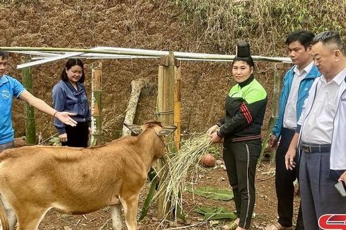 Hội Nông dân Thành phố hỗ trợ bò giống sinh sản cho hội viên nghèo
