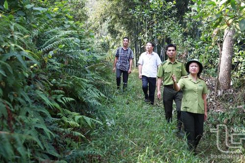 Phổ Yên phát huy lợi thế, nâng cao hiệu quả kinh tế rừng
