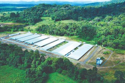 Trang trại heo Mavin đạt tiêu chuẩn toàn cầu Global GAP