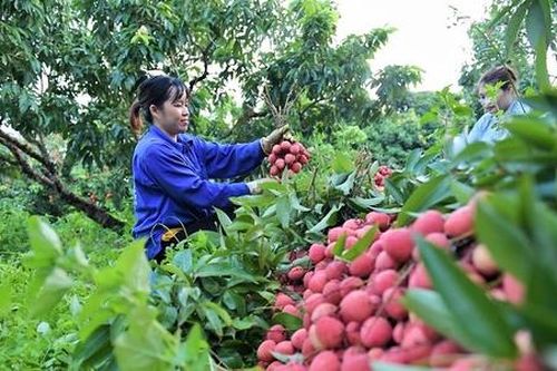HTX tận dụng tiềm năng xuất khẩu Việt Nam - Mông Cổ