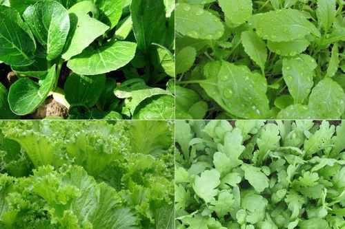 Những loại rau dễ trồng tại nhà trong mùa đông
