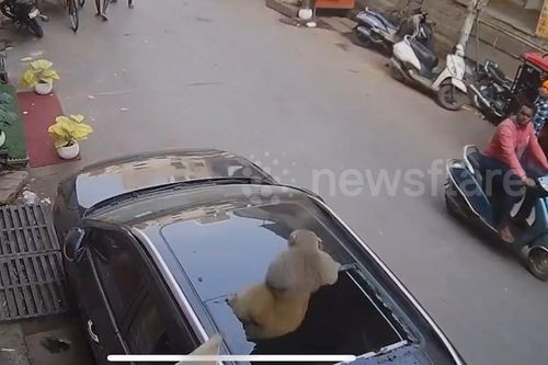 Khỉ hoang tung cú nhảy 'nghìn cân' đâm vỡ vụn cửa sổ trời ô tô