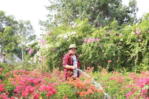 Nhân rộng mô hình trồng hoa, cây cảnh ở Hà Nội
