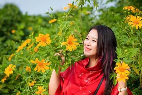 Để mùa hoa dã quỳ Ba Vì trọn vẹn