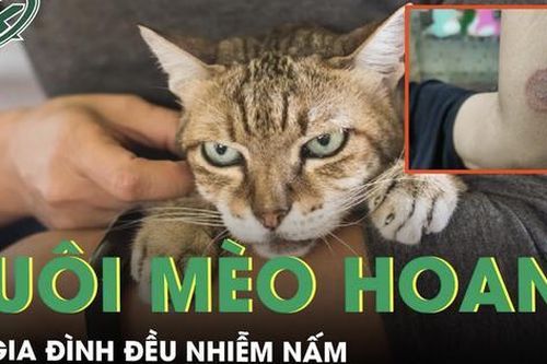 Cả gia đình nhiễm nấm chó mèo chỉ vì nuôi mèo hoang