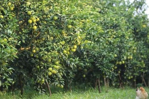Ngắm những vườn cam 'bạc tỷ'