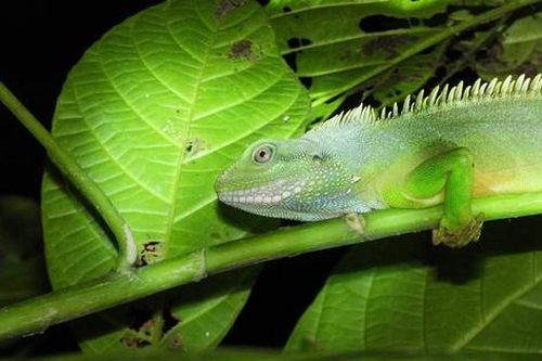 Phát hiện nhiều loài động vật quý hiếm tưởng tuyệt chủng ở Nghệ An