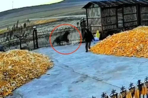 Bị hổ tấn công, người đàn ông thoát chết trong gang tấc