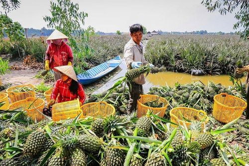 Tất bật vụ trái cây Tết