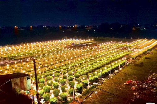 Quảng Trị: Người dân 'đội' mưa, thắp đèn xuyên đêm chăm hoa Tết