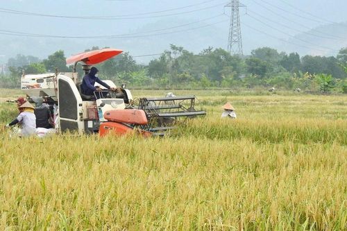 Hà Nội: xây dựng 'nếp cái hoa vàng Sóc Sơn' thành thương hiệu mạnh
