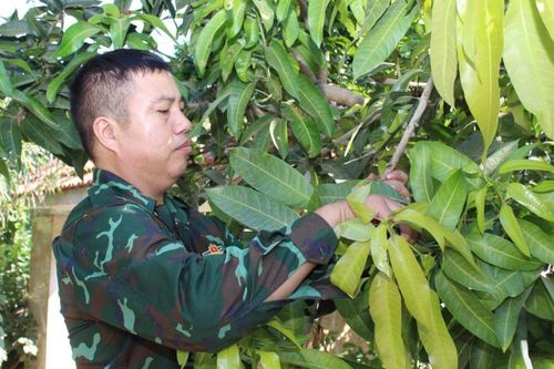 Sơn La chú trọng phát triển thương hiệu xoài Mường La