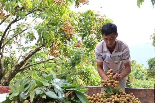 Sơn La: điểm tựa vững chắc cho các hợp tác xã