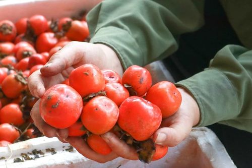 Người dân ở Nghệ An kém vui vì quả hồng được giá nhưng mất mùa