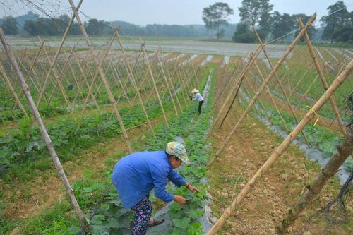 Nông dân Anh Sơn tích cực chăm sóc bí xanh phục vụ Tết