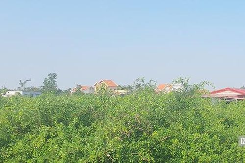 Hải Phòng: Vùng 'táo muối' Bàng La phục hồi kỳ diệu sau bão Yagi
