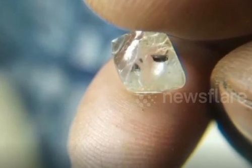 Người đàn ông bất ngờ đào được viên kim cương 5,87 carat
