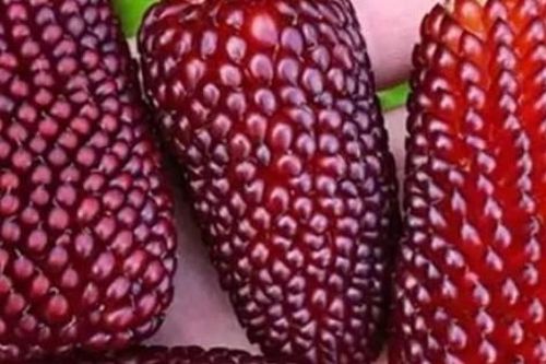 Trồng thứ nhìn tưởng 'đồ giả' mà bán đắt như tôm tươi, ở Việt Nam mua hạt giống siêu dễ
