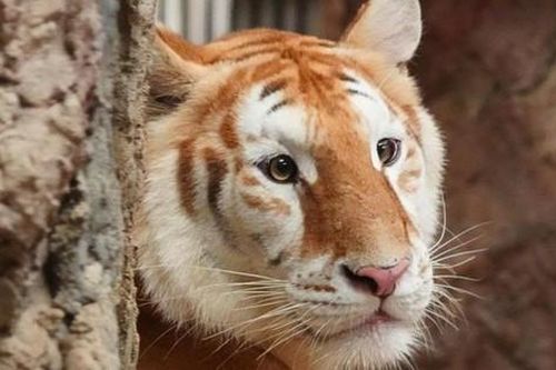 Chú hổ với biểu cảm ngơ ngác gây sốt tại Thái Lan