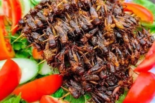 Loài côn trùng nằm dưới hang sâu, được xem như 'lộc trời cho', xưa không ai thèm ăn nhưng nay là đặc sản, giá 200 nghìn đồng/kg