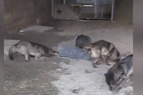 CLIP: Kinh hoàng trước cảnh người huấn luyện bị đàn sói tấn công dữ dội