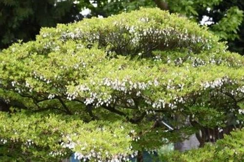 Ở Việt Nam, cành lá nào có giá đắt nhất?